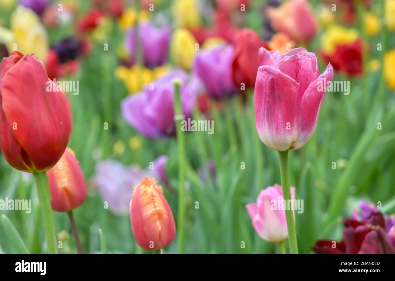 Rows of tulips and other flowers in a garden in the Netherlands Stock ...