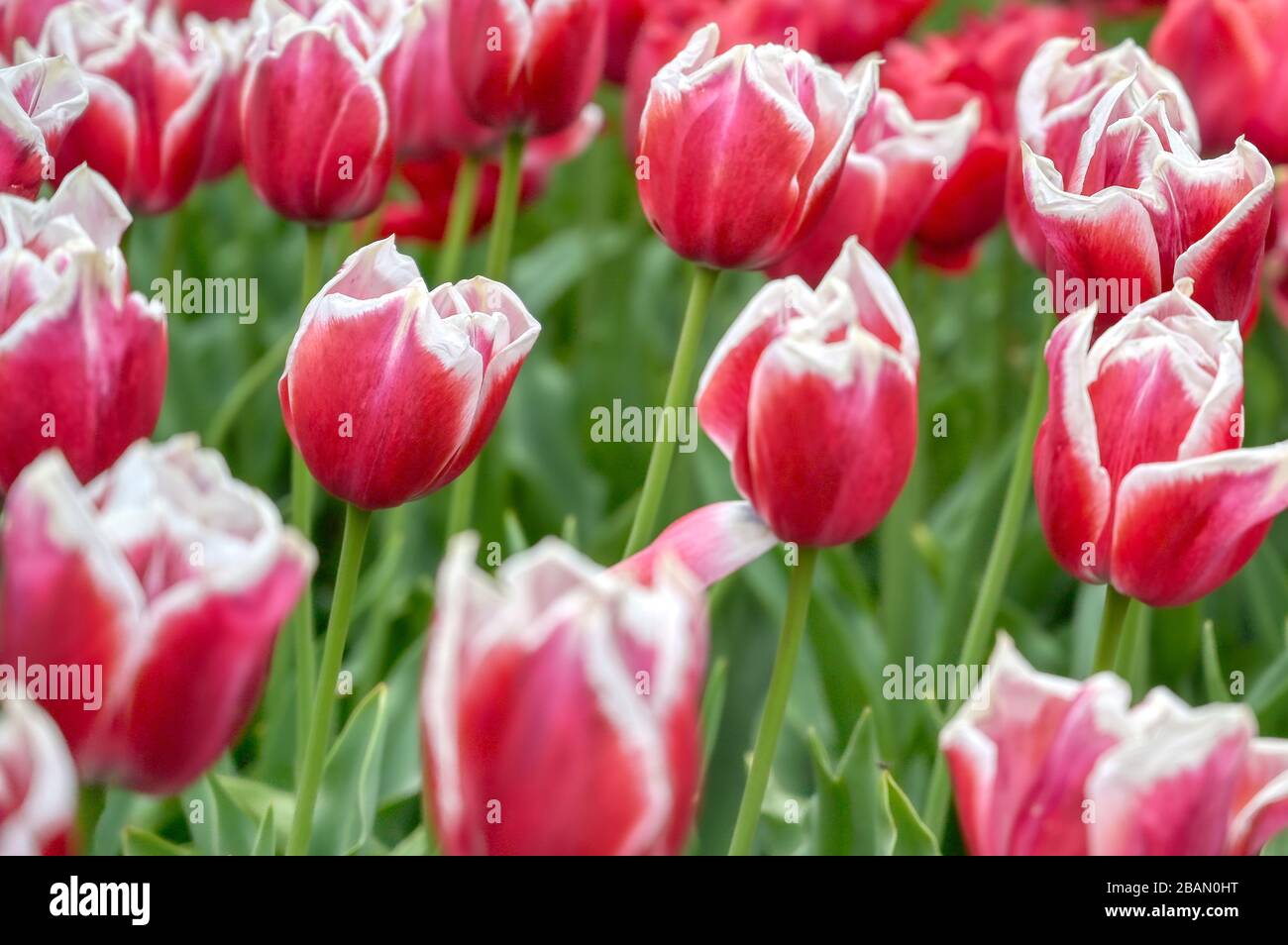 Rows of tulips and other flowers in a garden in the Netherlands Stock ...