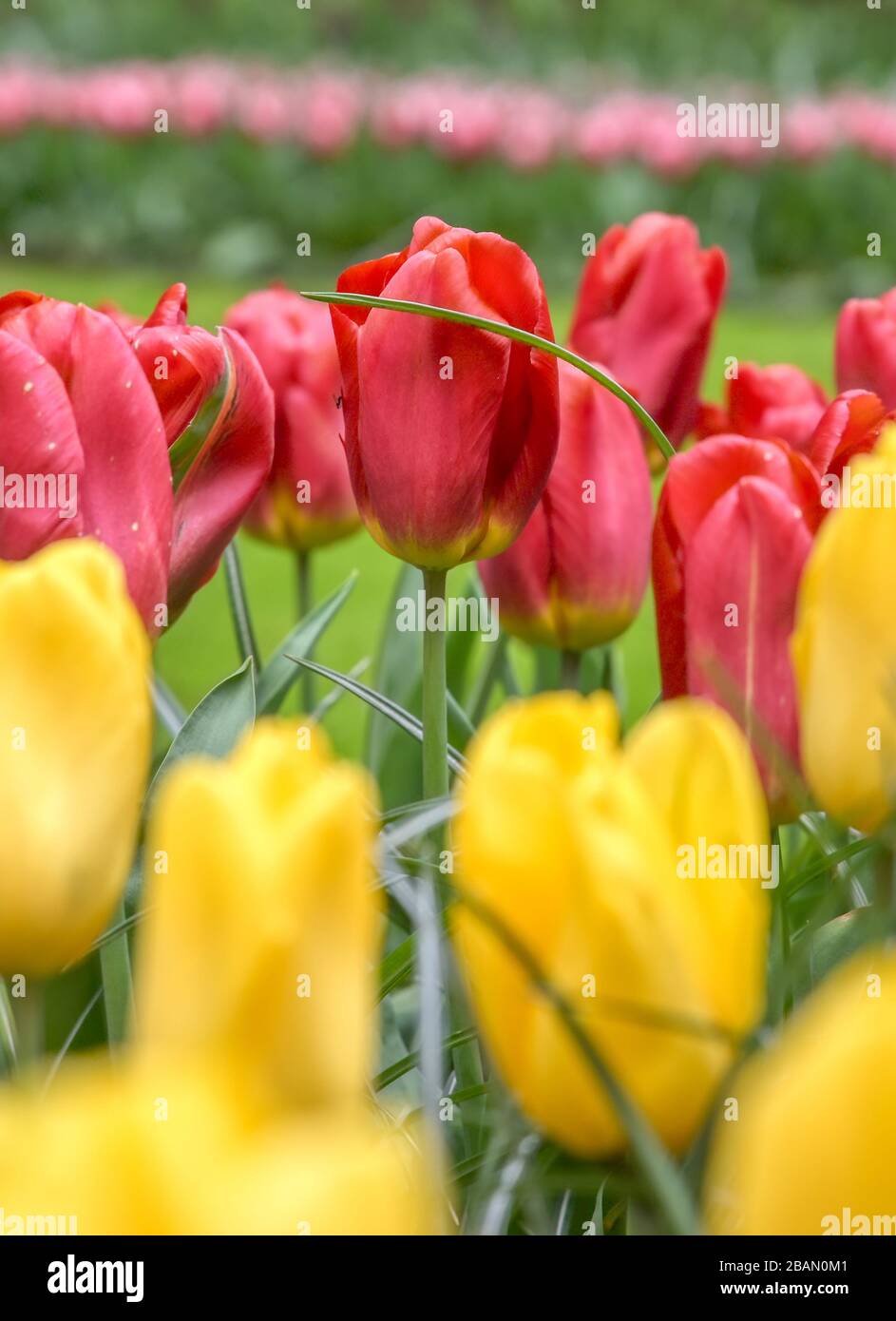 Rows of tulips and other flowers in a garden in the Netherlands Stock ...