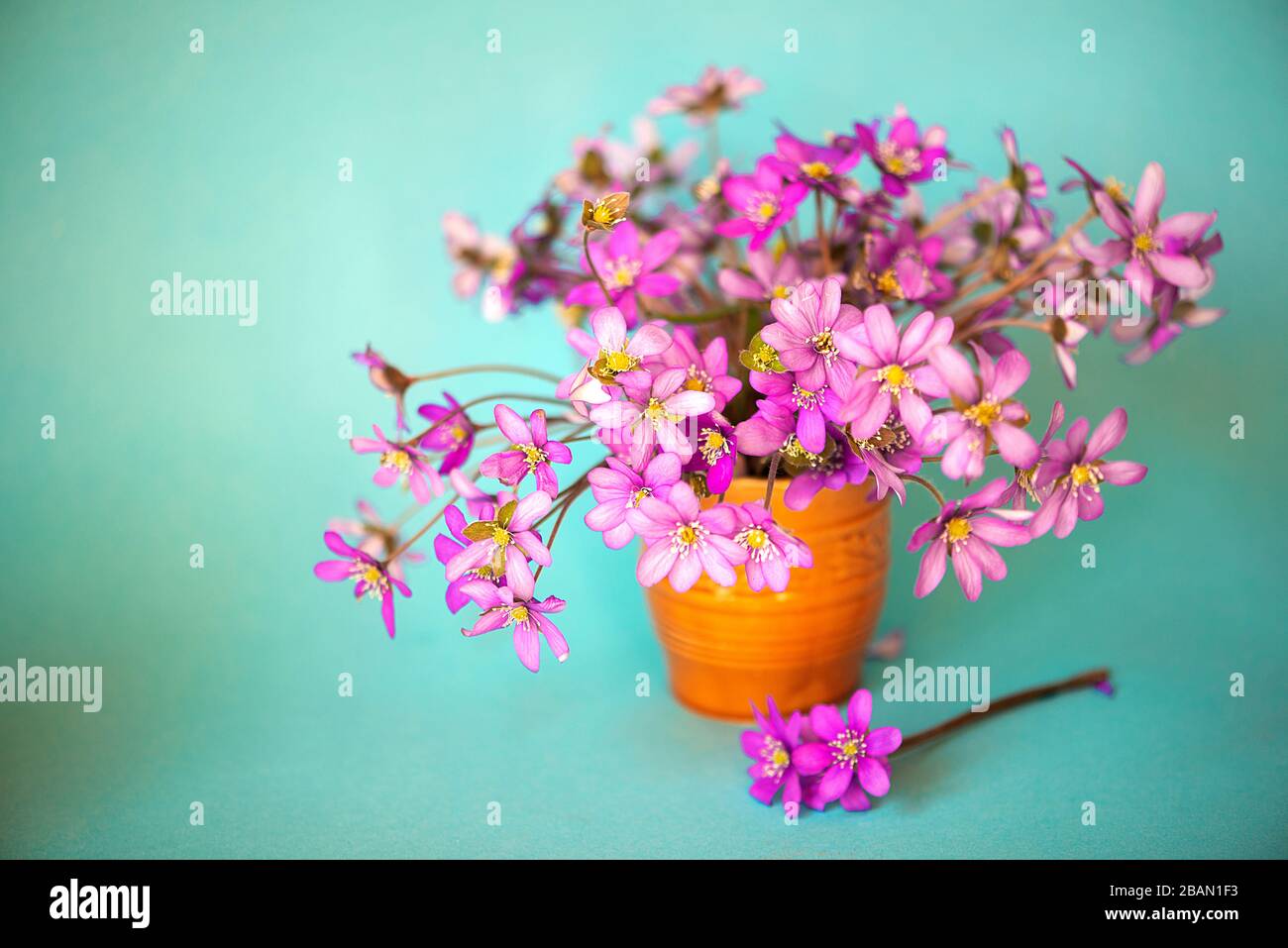 Hepatica purple flowers with fallen petals in a small glass vase on green background. Stock Photo