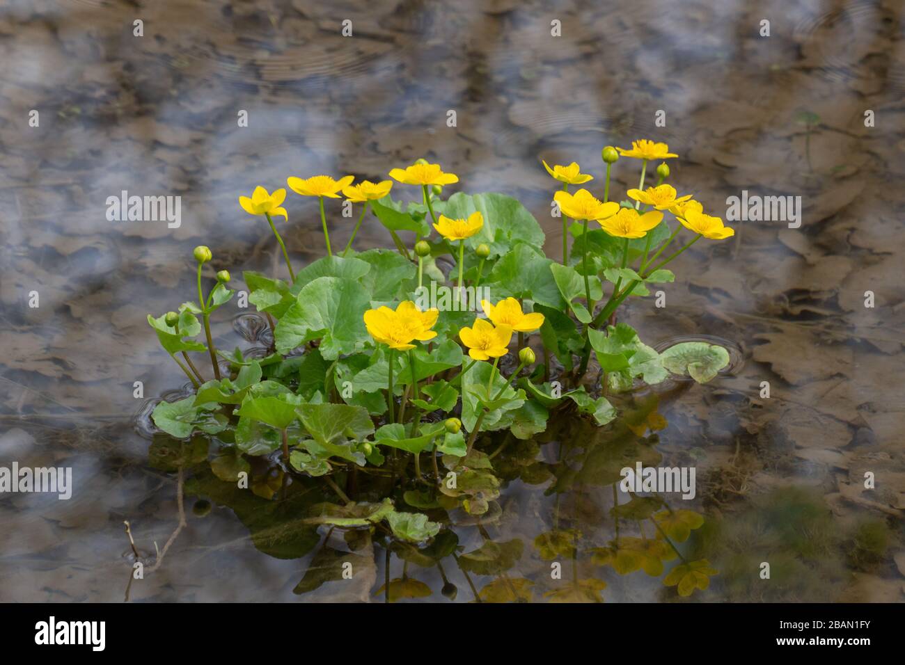 15 Best Plants to Grow in Soggy Soil - Gardening, image size:1300x956