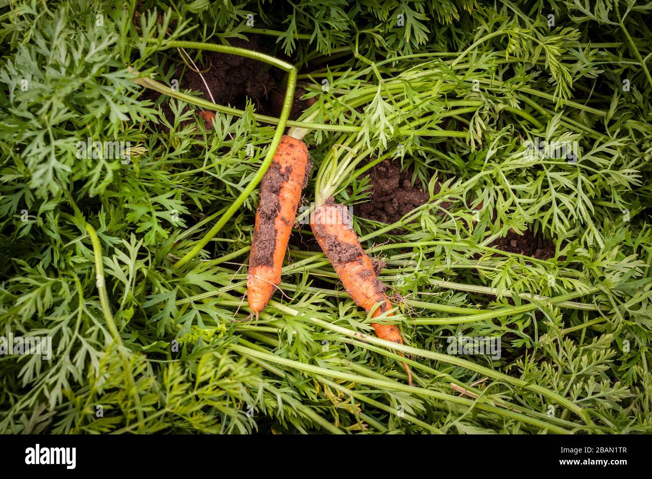 Carrots, Daucus carota subsp. sativus with soil, freshly harvested among carrot leaves. Stock Photo