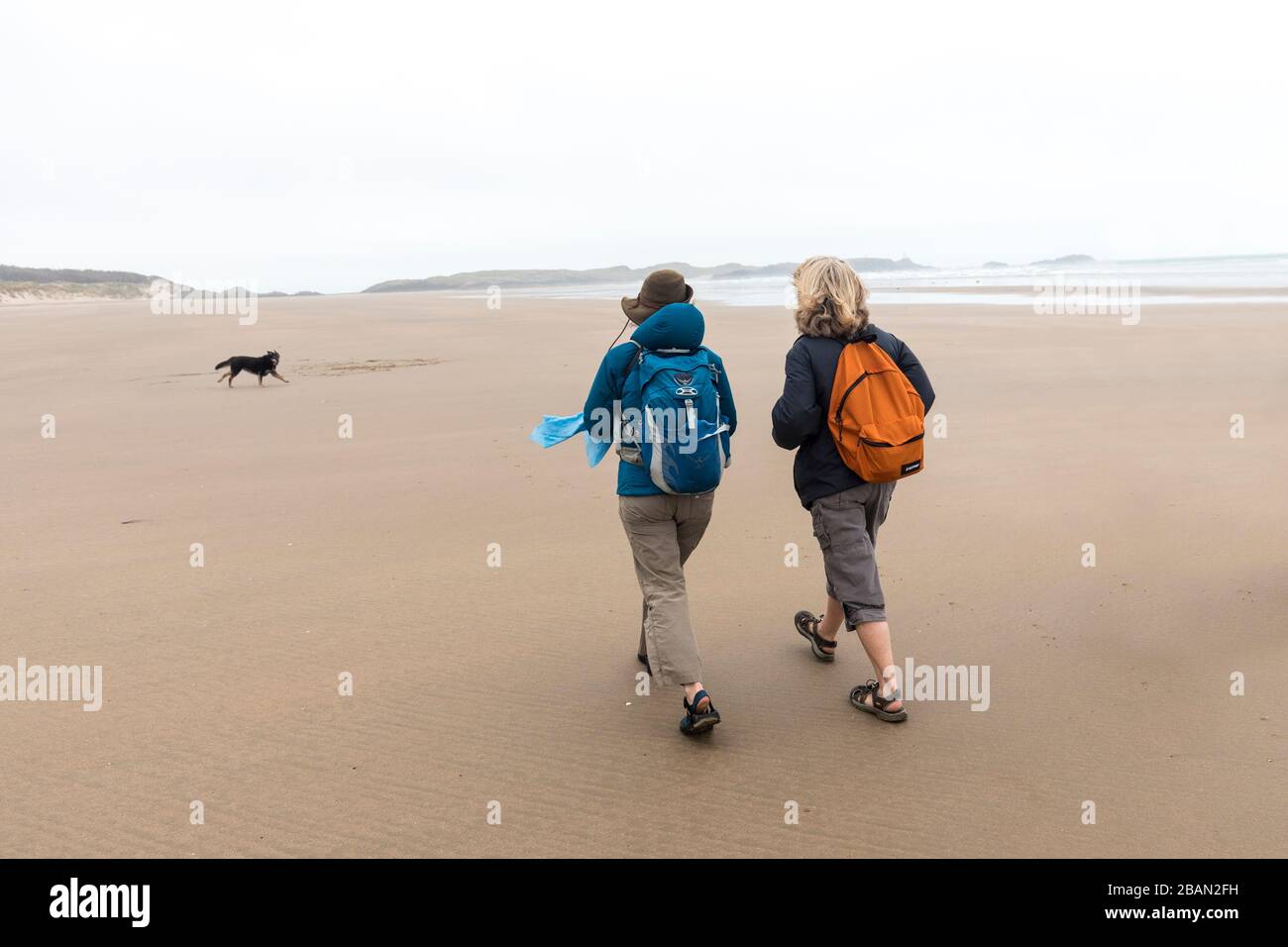 Walking with dog on Malltraeth Sands, Anglesey, Wales, UK Stock Photo