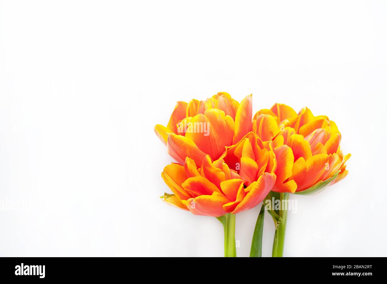 Bouquet of orange and yellow spring tulips and place for text for Mother's Day or Women on a white background. Top view flat style. Stock Photo