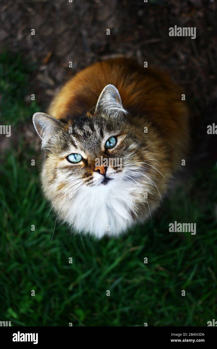 Close up view on a fluffy blue eyed cat Stock Photo Alamy
