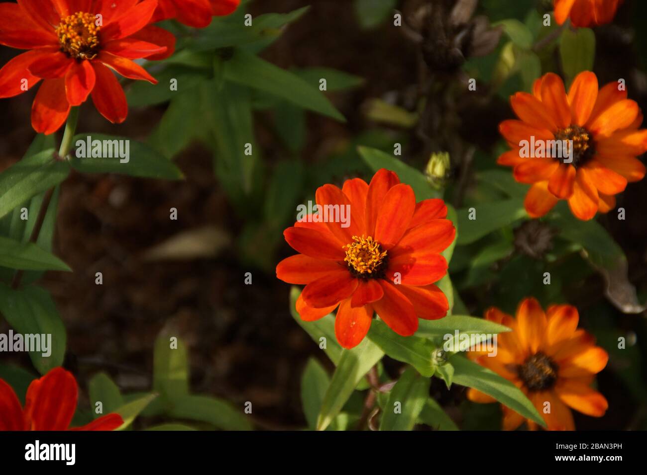 Beautiful orange flower Stock Photo