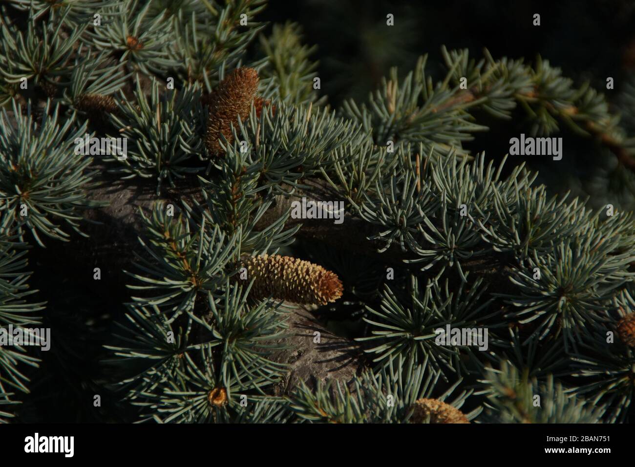 A christmas tree Stock Photo