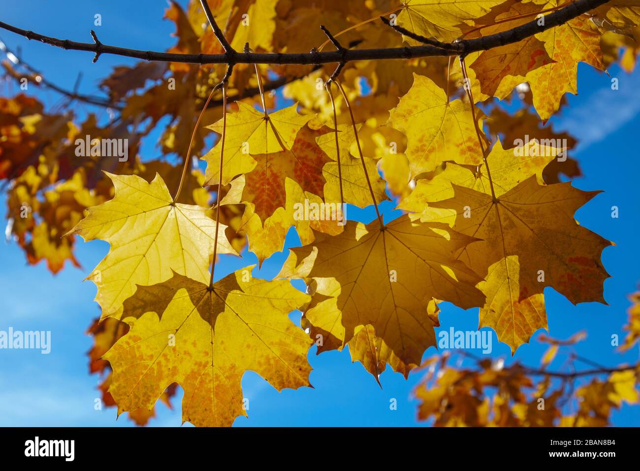 Platanus orientalis, leaves turning in fall. Stock Photo
