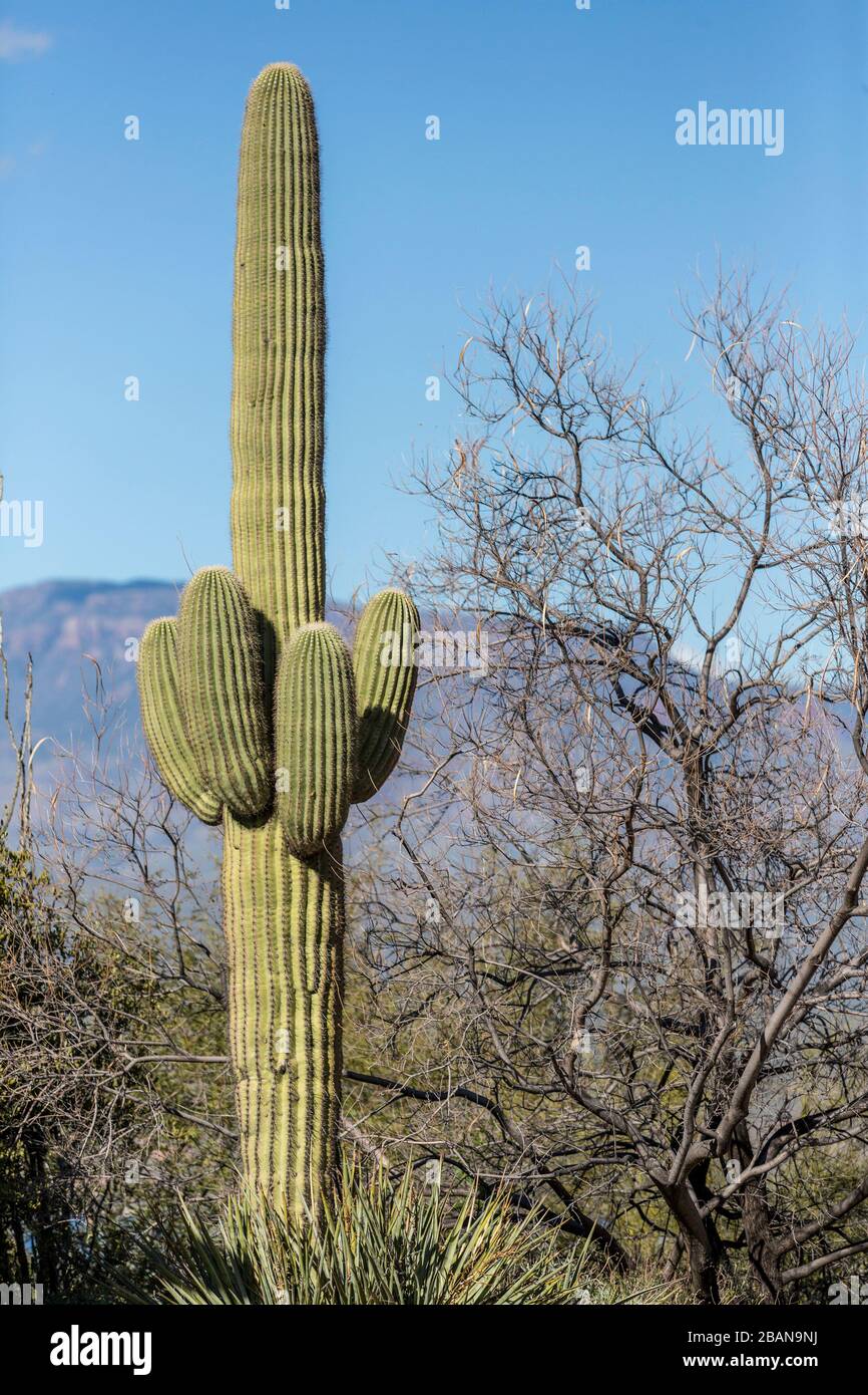 Saguaro cactus with dry desert background cactus and rocks Stock Photo -  Alamy