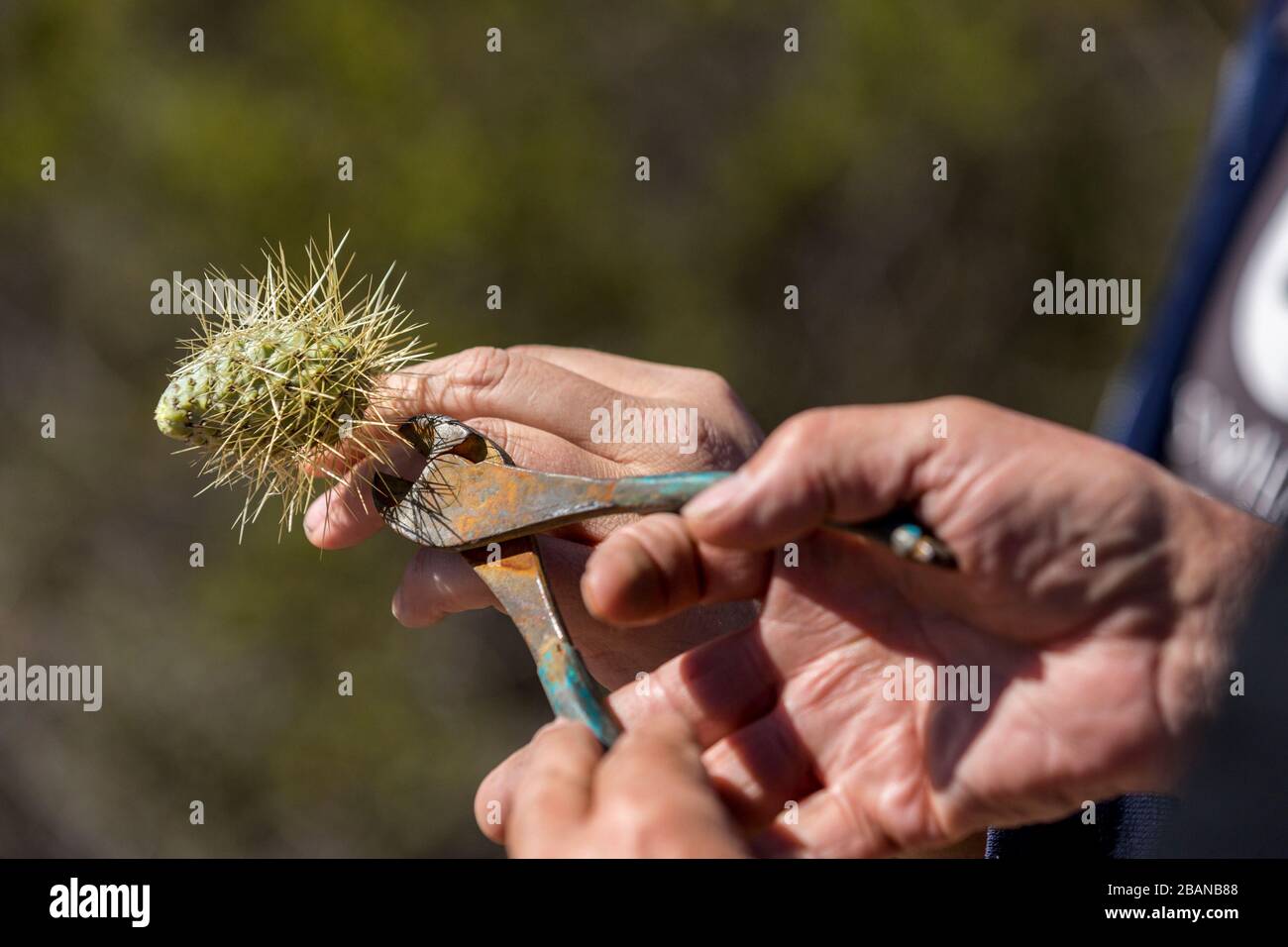 teddy bear cholla injury