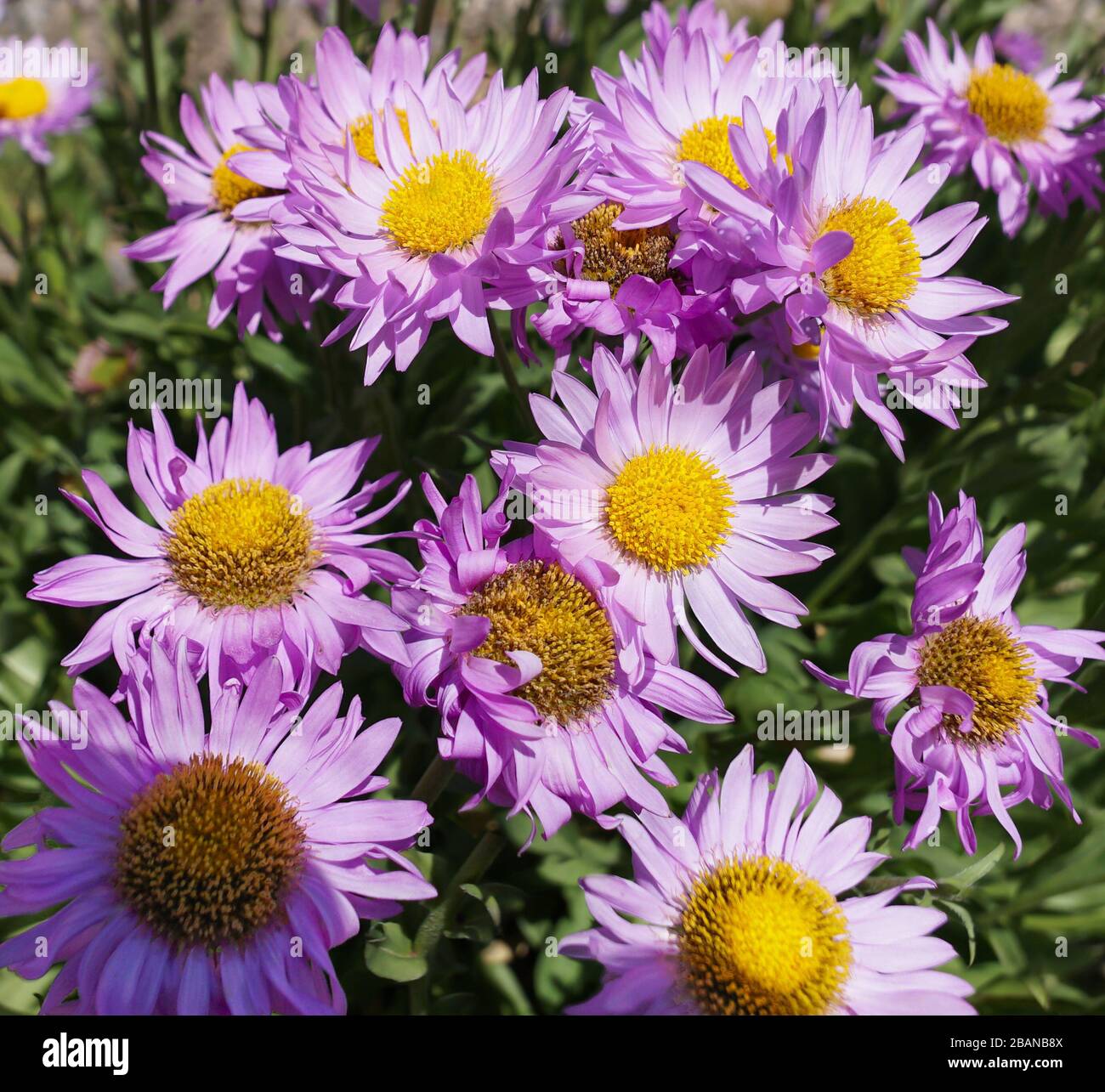 A beautiful grouping of mountain purple daisies growing in the high elevations of Montana's rocky mountains. Stock Photo
