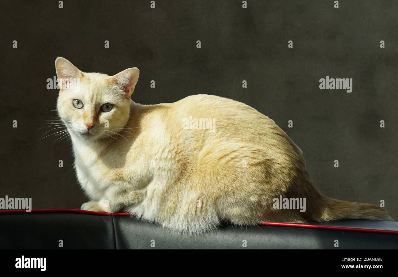 Portrait of a cream colored short hair cat lounging on a black and red couch. Stock Photo