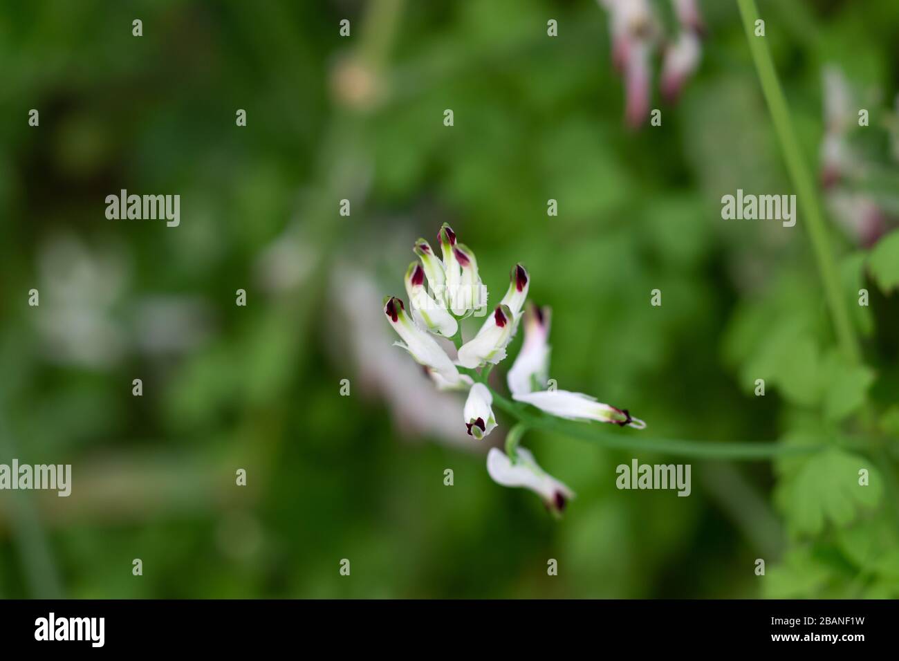 Close-up of Fumaria capreolata, the white ramping fumitory, flower on a blurred background Stock Photo