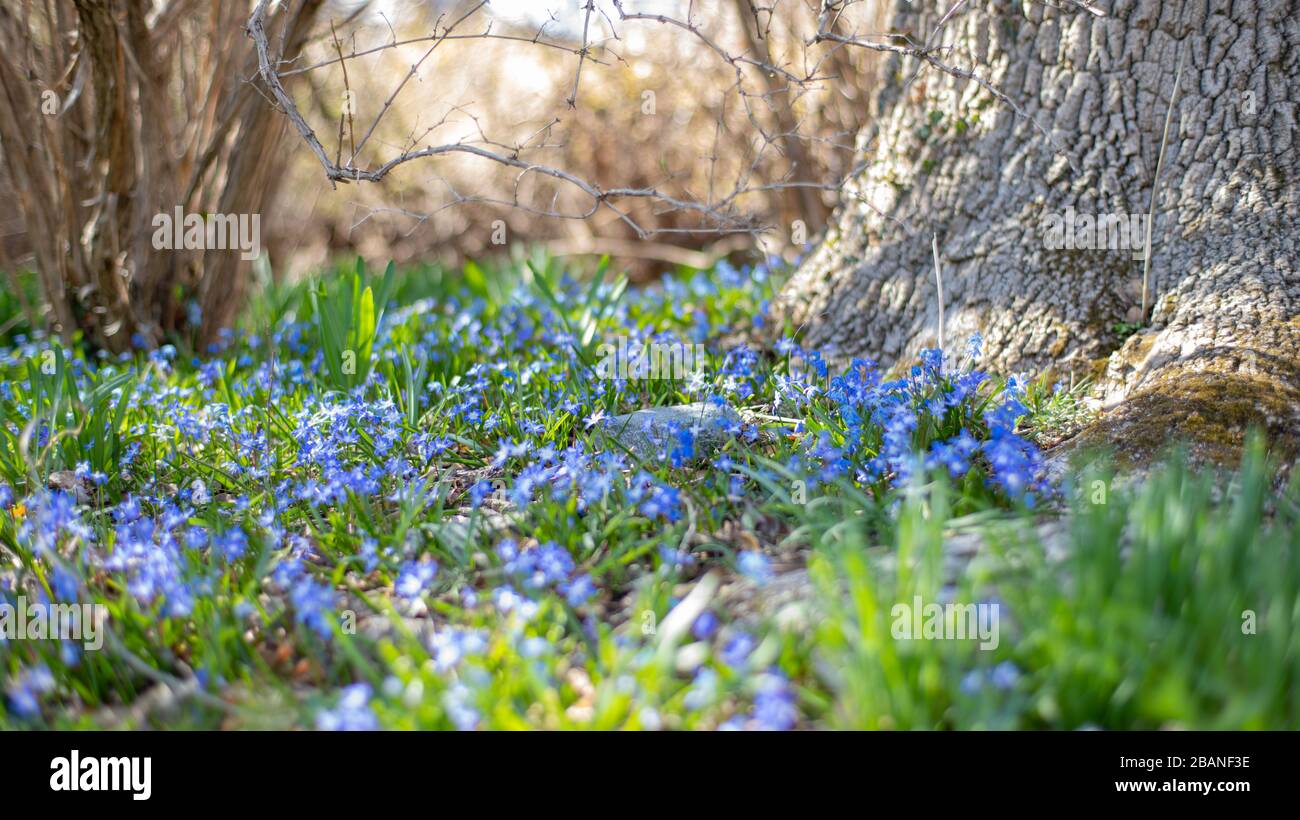 Early spring. First spring flowers of blue color in forest Stock Photo ...