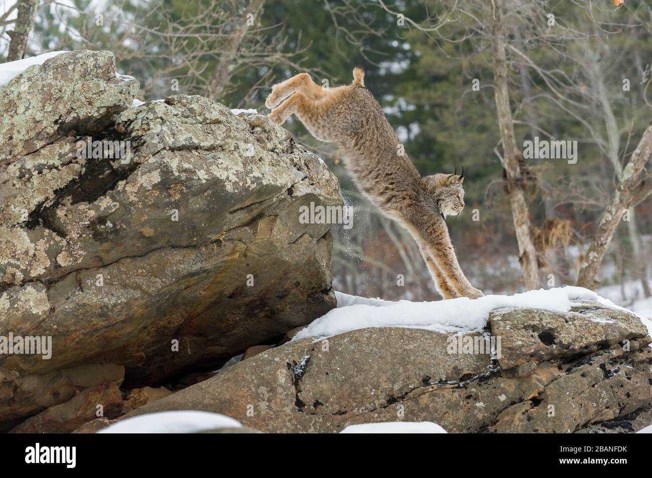 Lynx (Lynx canadensis), Winter, North America, by Dominique Braud/Dembinsky Photo Assoc Stock Photo