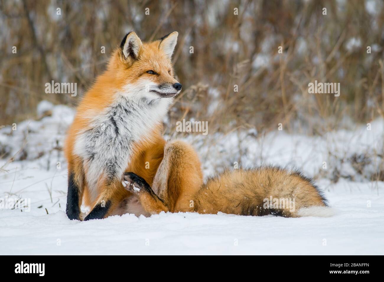 Red Fox (Vulpes vulpes), winter, North America, by Dominique Braud/Dembinsky Photo Assoc Stock Photo