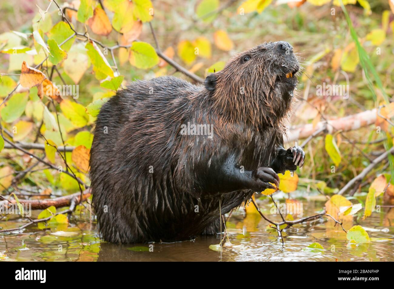 American Beaver (Castor canadensis), feeding on Quaking Aspen (Populus tremuloides), North America, by Dominique Braud/Dembinsky Photo Assoc Stock Photo