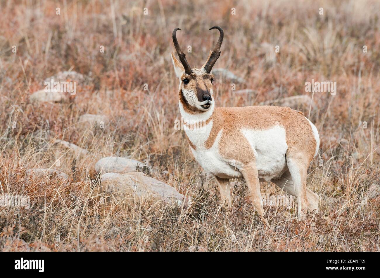 Pronghorn antelope buck hires stock photography and images Alamy