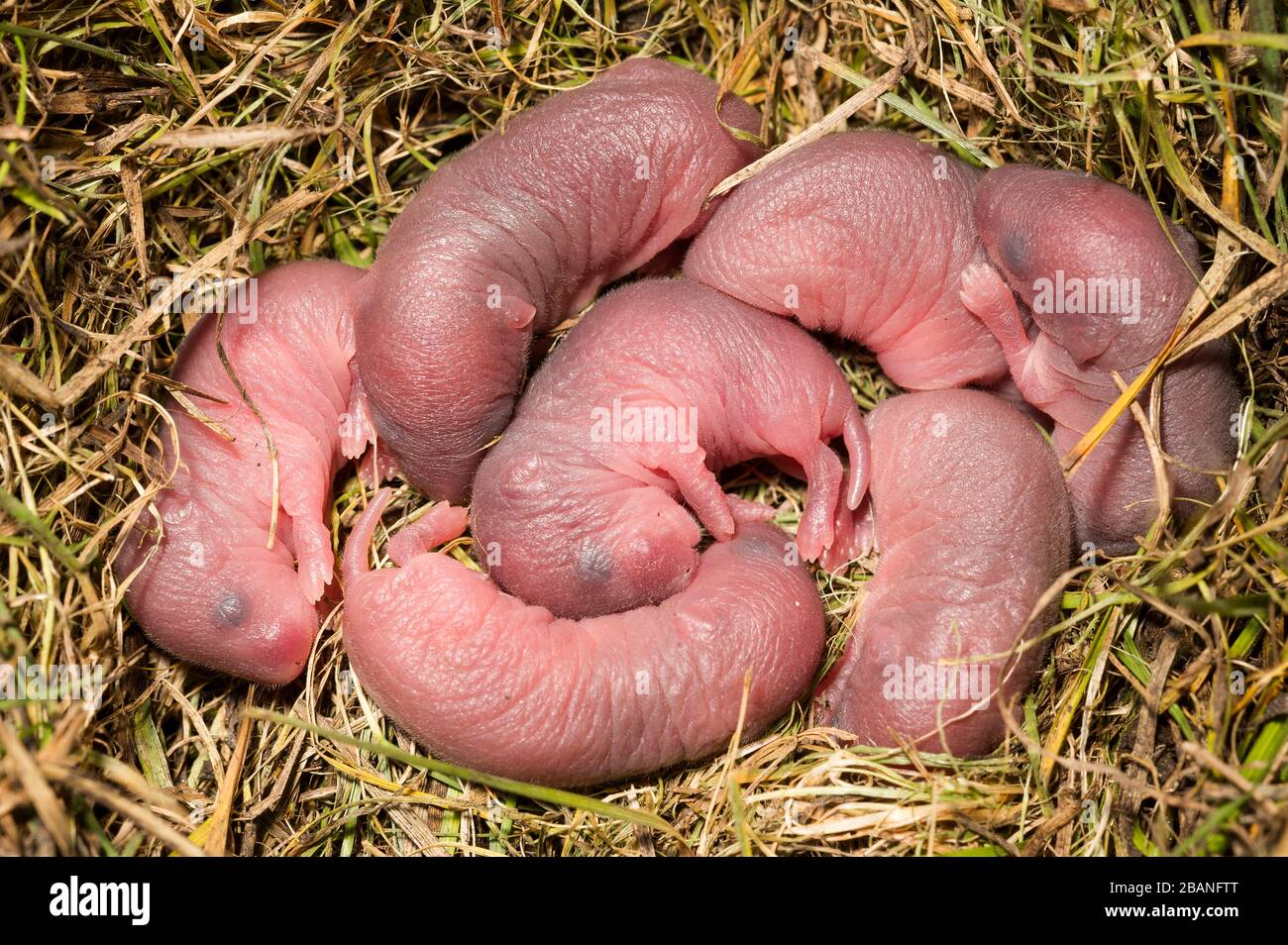 Prairie vole newborn pups (Microtus ochrogaster) lying in grassy nest, Midwestern USA, by Dominique Braud/Dembinsky Photo Assoc Stock Photo
