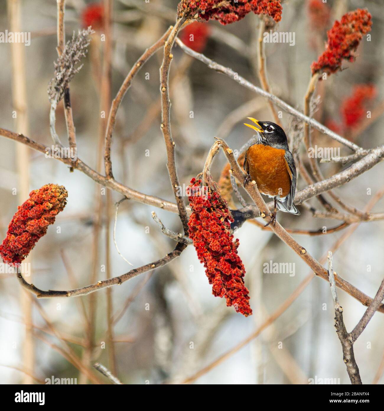 Robin redbreast singing in a stag-horn sumac tree in early spring. Stock Photo