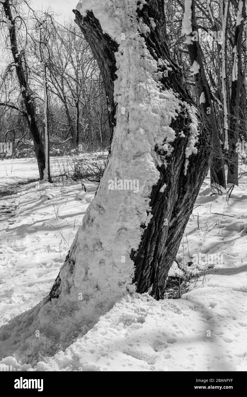 Tree with Snow in Black and White Stock Photo