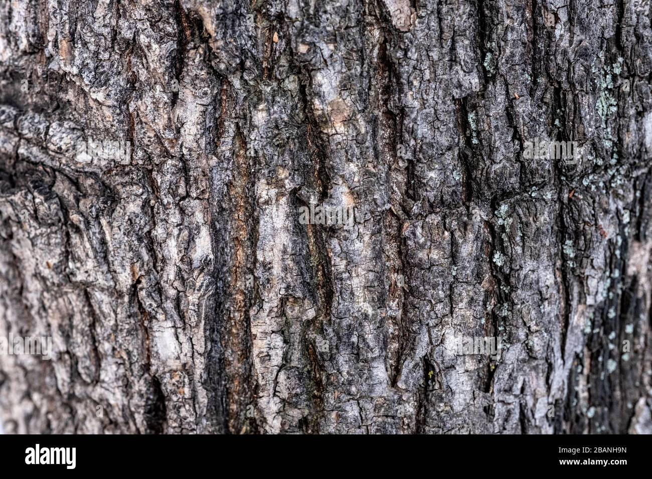 Wood texture in Georgia Stock Photo