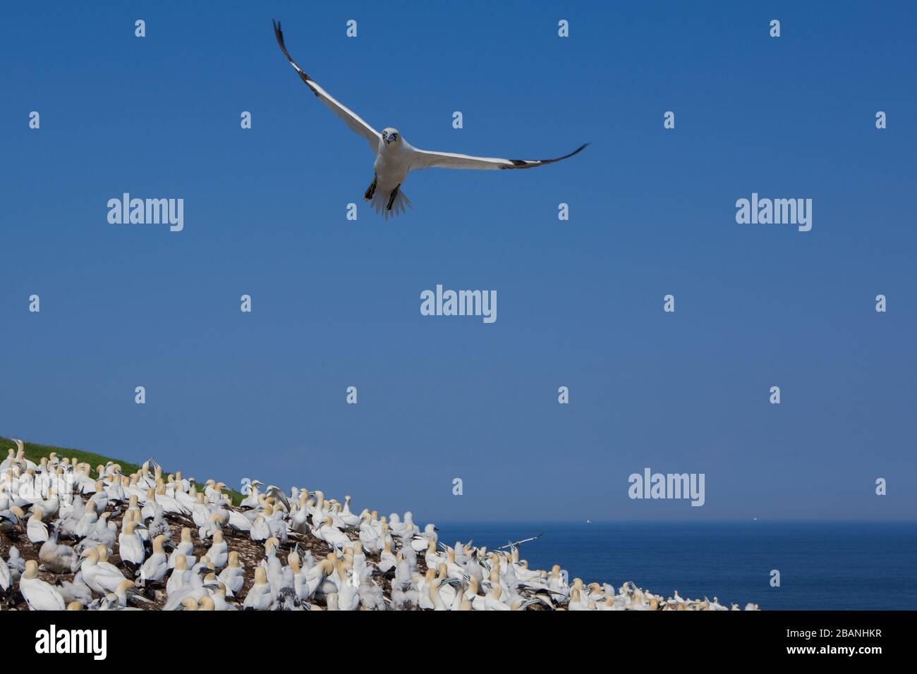 Gannets colony on Bonaventure island near Peré, Gaspesie (QC), August 2013 (Photo : Sebastien Lavallee) Stock Photo