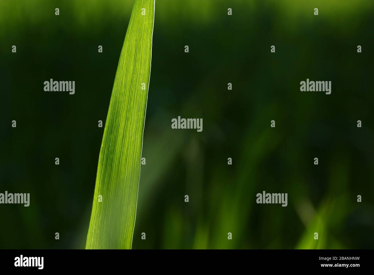 Spring green grass stem on blured background Stock Photo