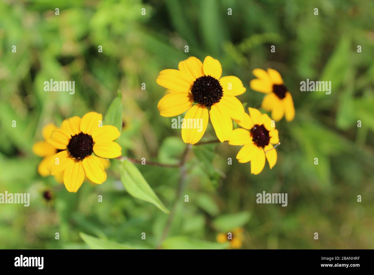 Brown eyed susans hires stock photography and images Alamy
