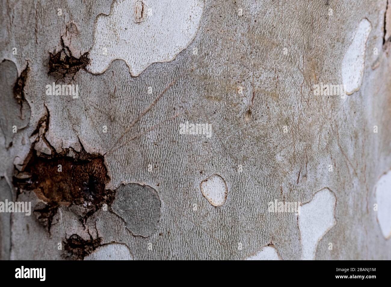 Wood texture in Georgia Stock Photo