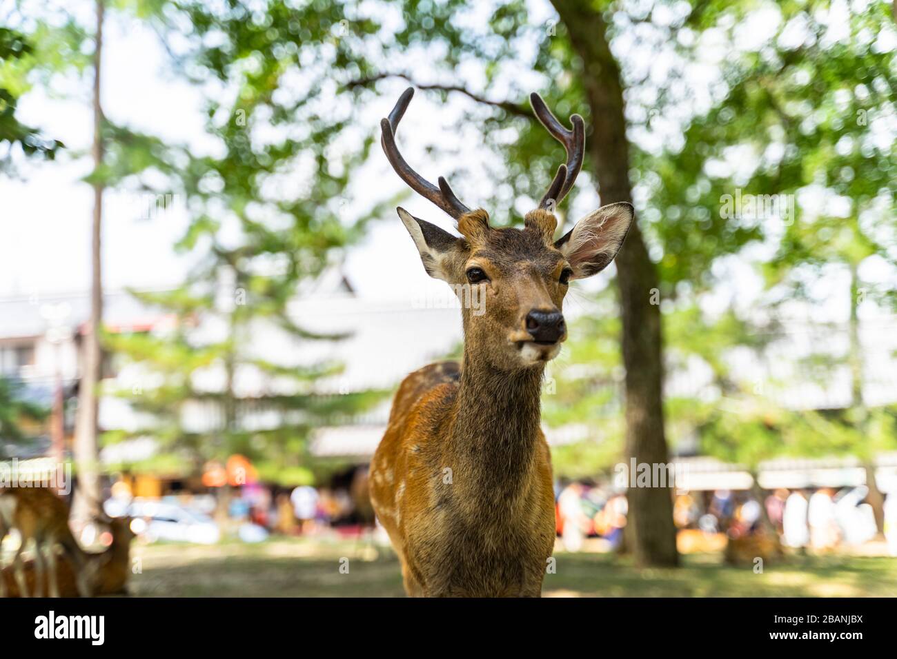 A deer posing in front of camera at Nara Park, Japan Stock Photo