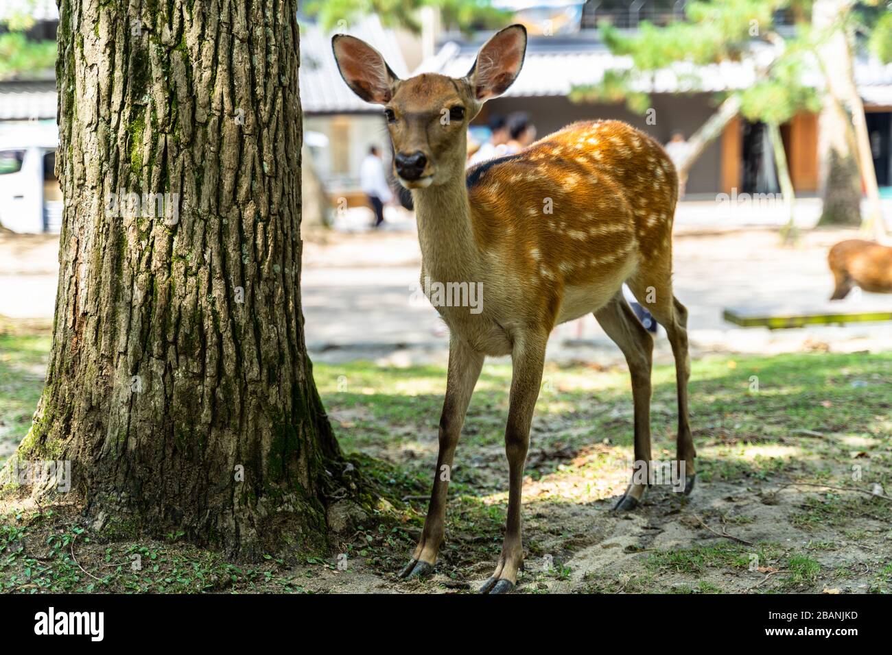 A deer posing in front of camera at Nara Park, Japan Stock Photo