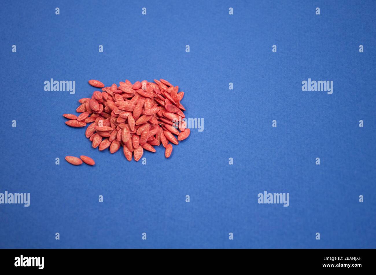 Many processed red cucumber seeds on blue background. Growing cucumbers. With space for text Stock Photo