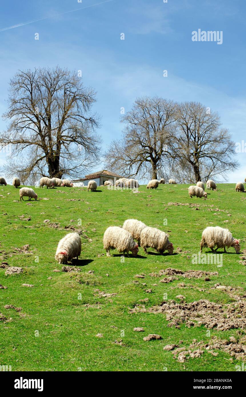A Flock Of Sheep Grazes On A Green Field Stock Photo - Alamy