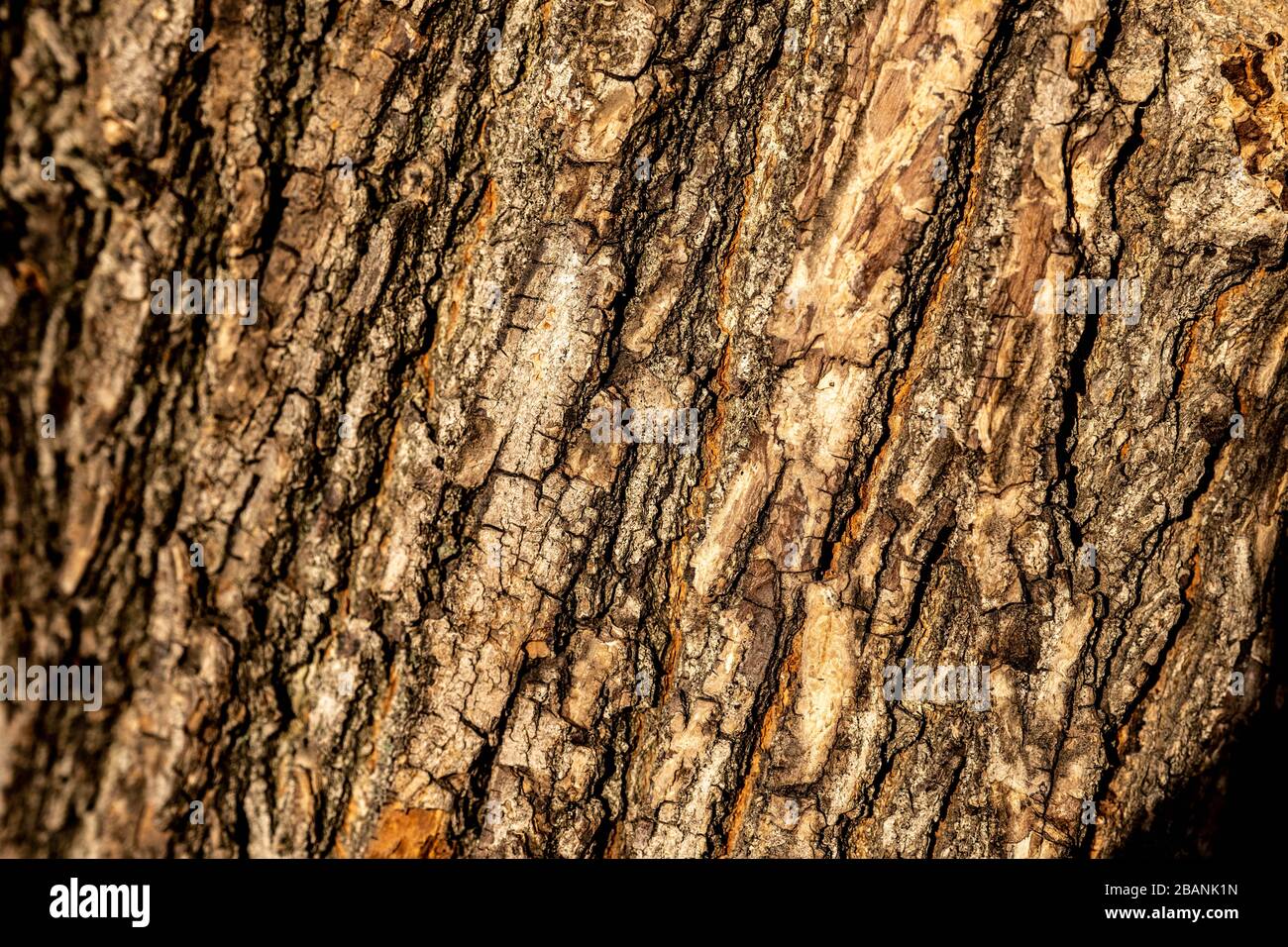 Wood texture in Georgia Stock Photo