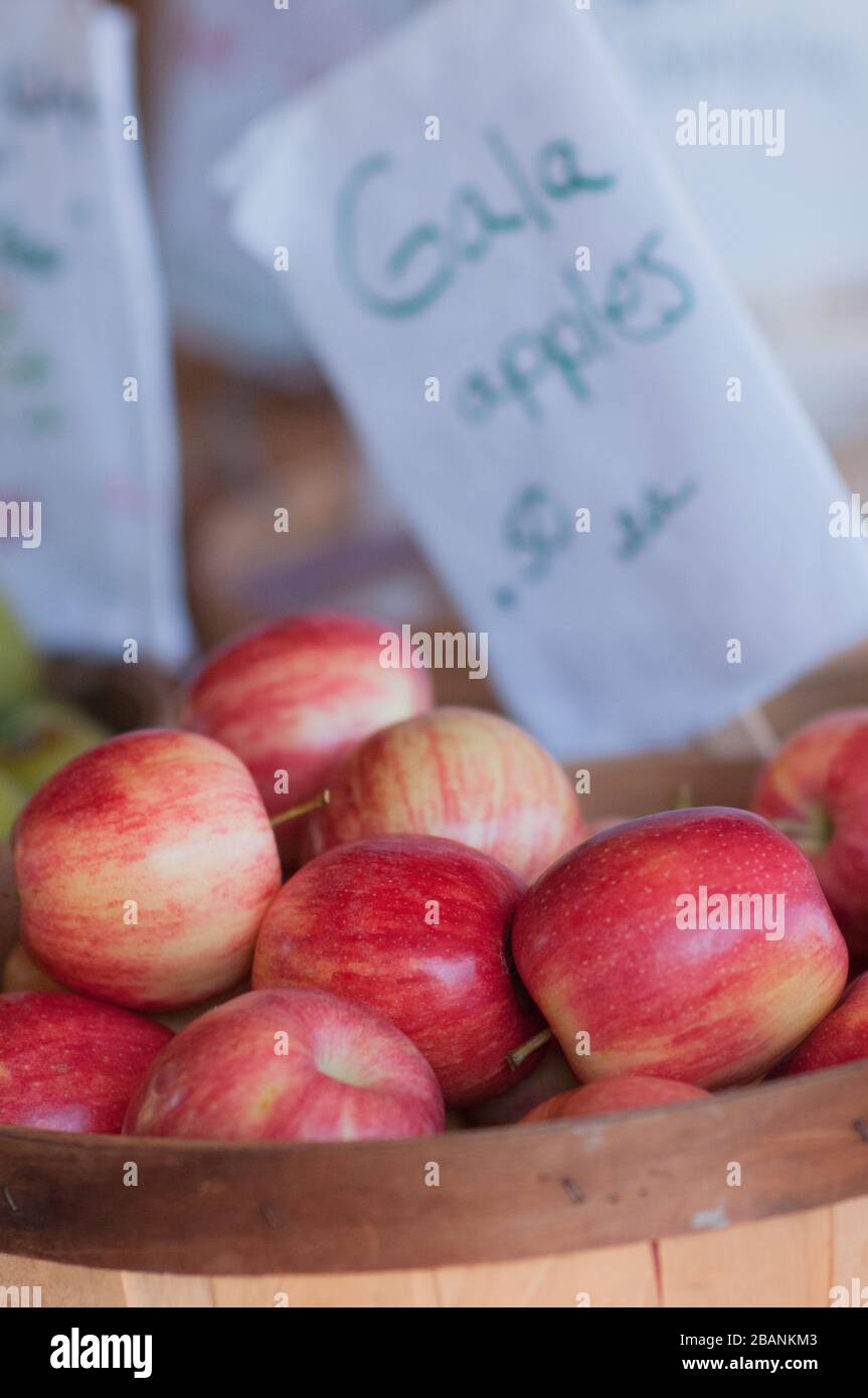 Fresh unsliced Gala apples for sale at a farmer's roadside stand Stock