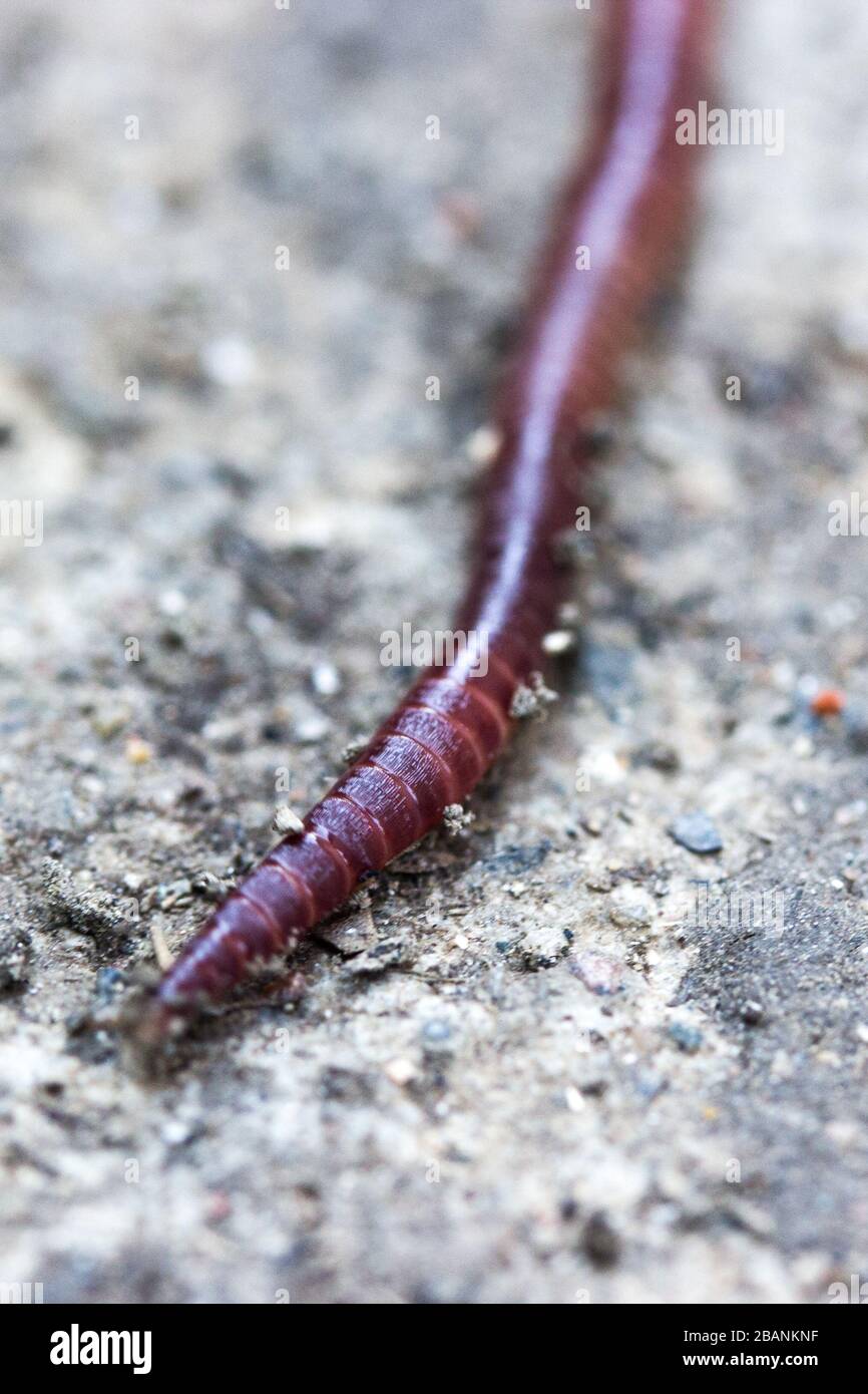 Earthworms on grey concrete surface macro vertical Stock Photo