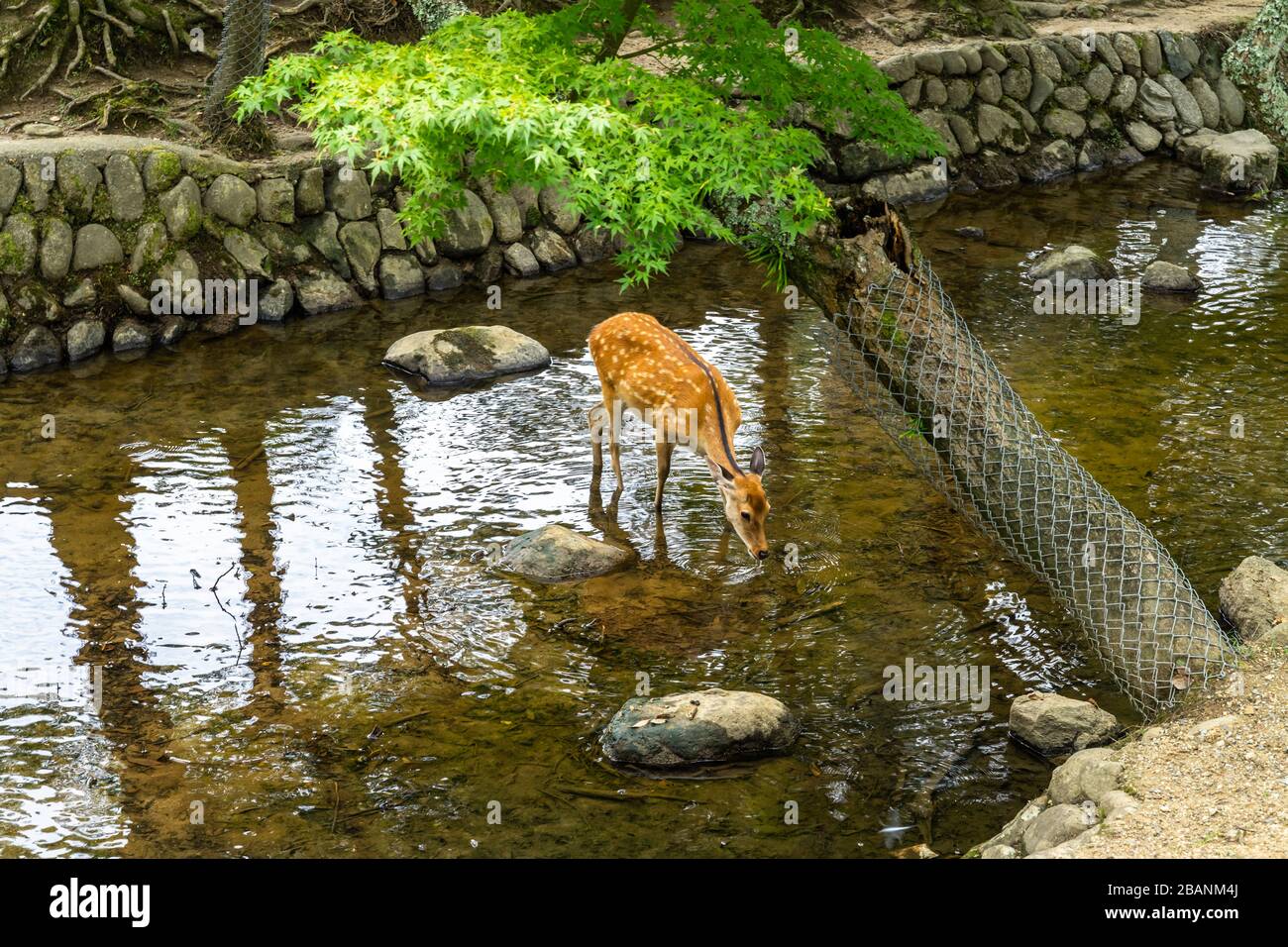A deer crossing a small river at Nara Park, Japan Stock Photo