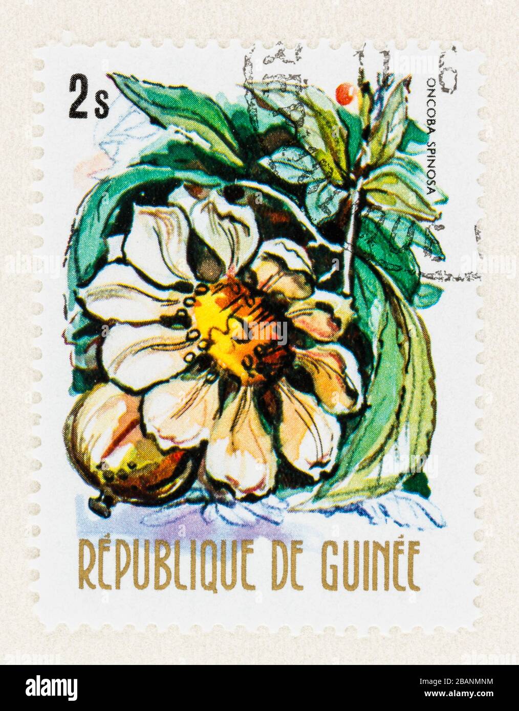 SEATTLE WASHINGTON - March 27, 2020: Close up of used Republic of Guinee postage stamp featuring Oncoba spinosa tree flower. Stock Photo