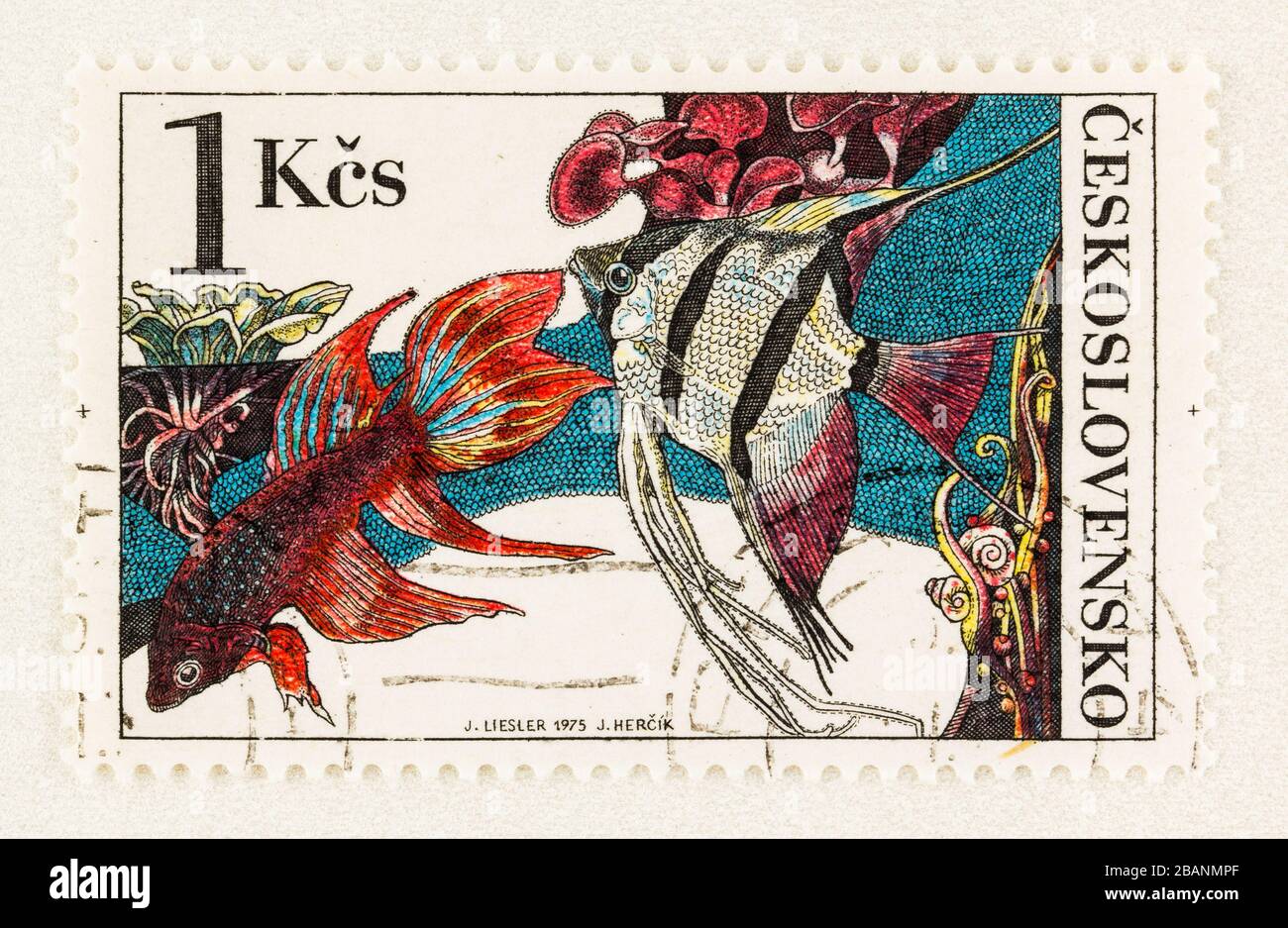 SEATTLE WASHINGTON - March 27, 2020: Close up of used Czechoslovakia postage stamp featuring popular freshwater  aquarium fighting fish and angelfish. Stock Photo