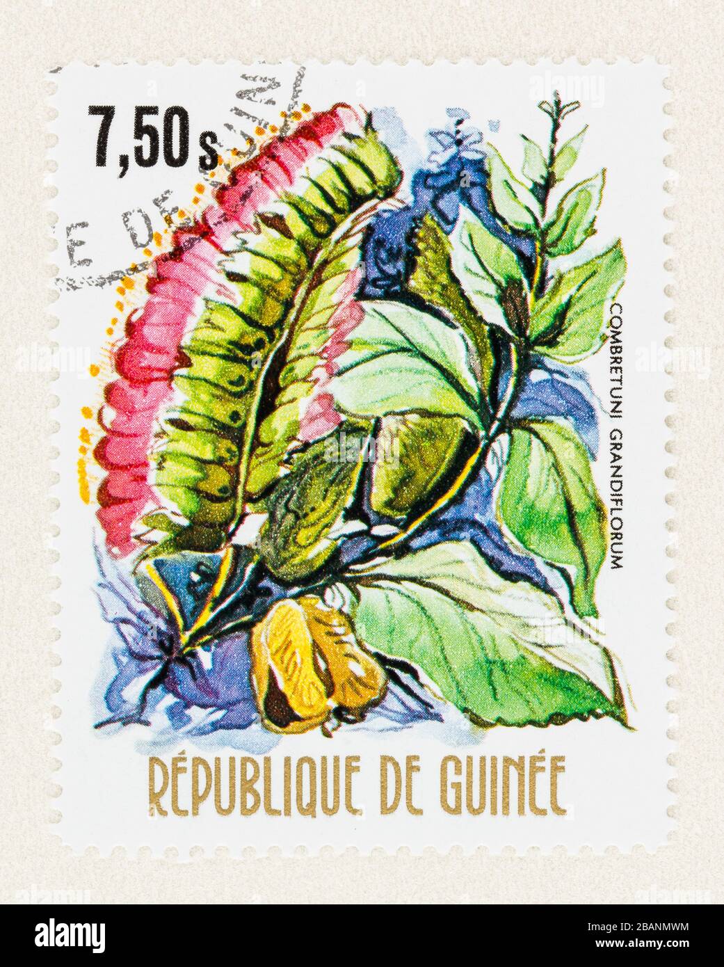 SEATTLE WASHINGTON - March 27, 2020: Close up of used Republic of Guinee postage stamp featuring Combretuni grandiflorum native vine. Stock Photo
