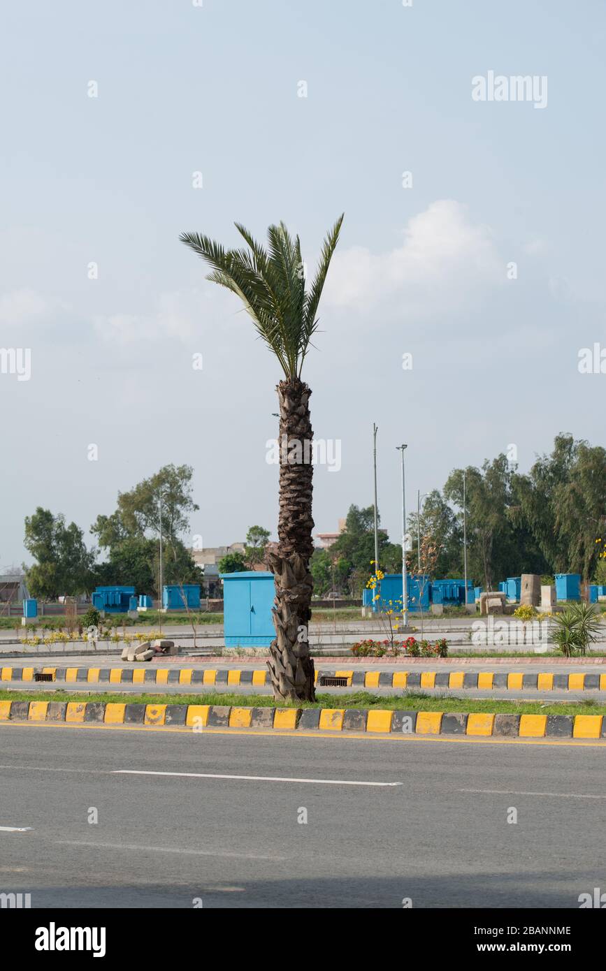 Date tree on the road in dha Lahore, Punjab, Pakistan Stock Photo