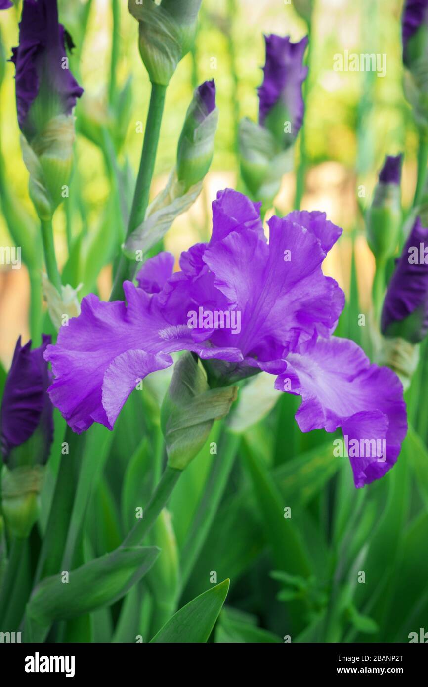 Bright purple spring iris flowers side view Stock Photo