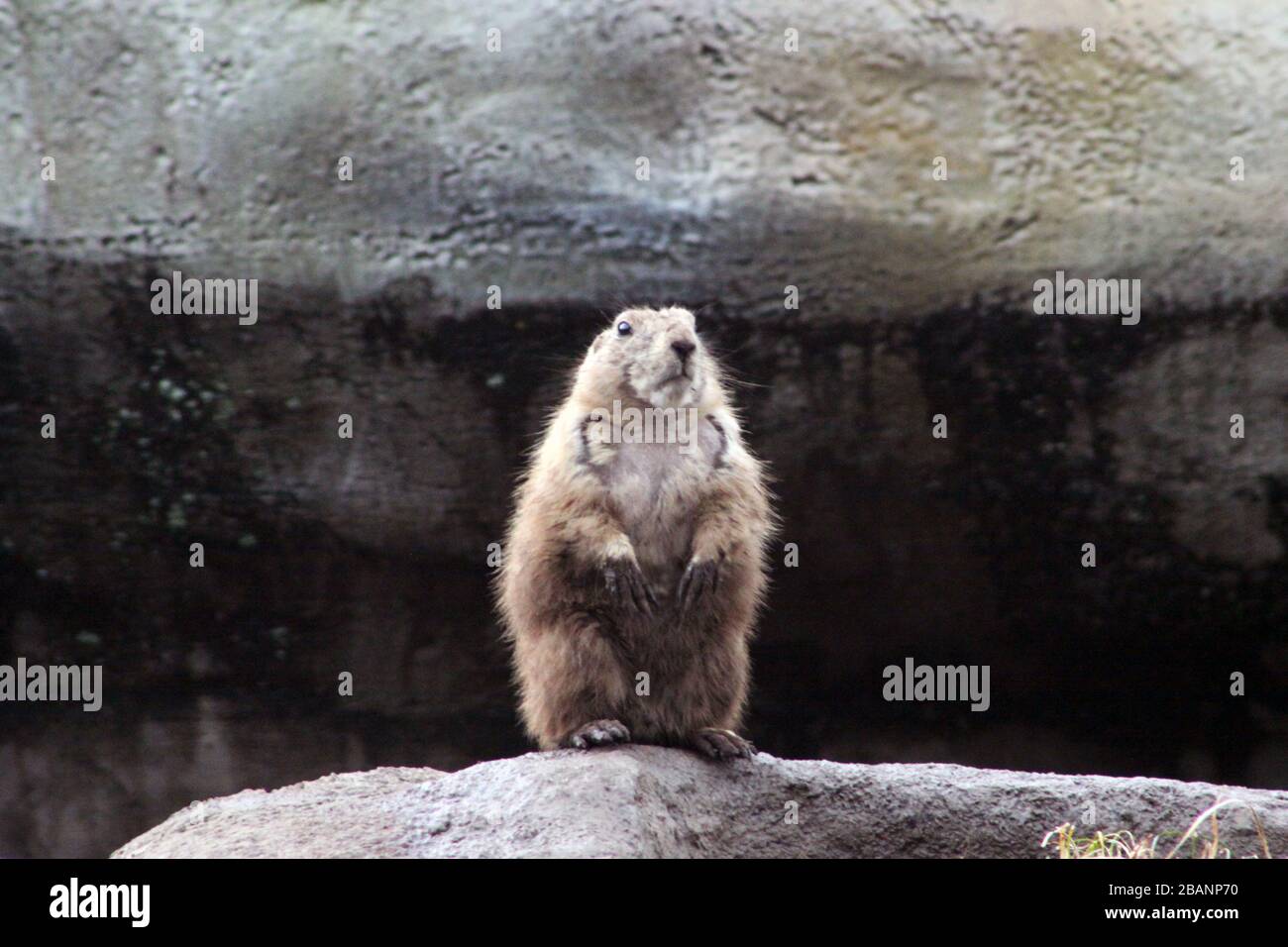Groundhog in the Temaiken Biopark Stock Photo