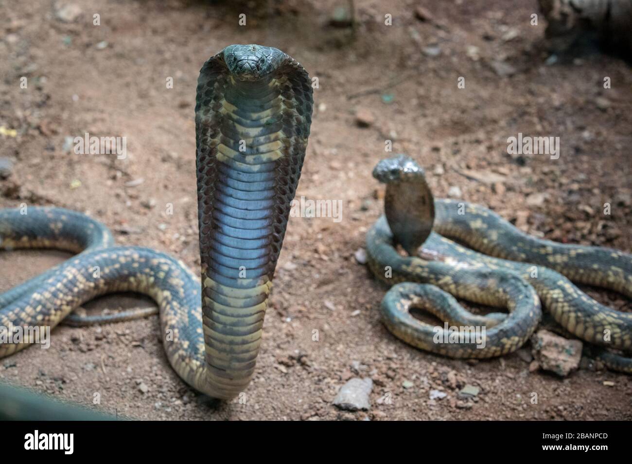 Egyptian cobra (Naja haje) at Uganda Reptiles Village, Entebbe, Uganda Stock Photo