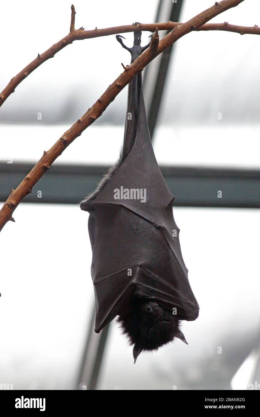 Bat in the Temaiken Biopark Stock Photo