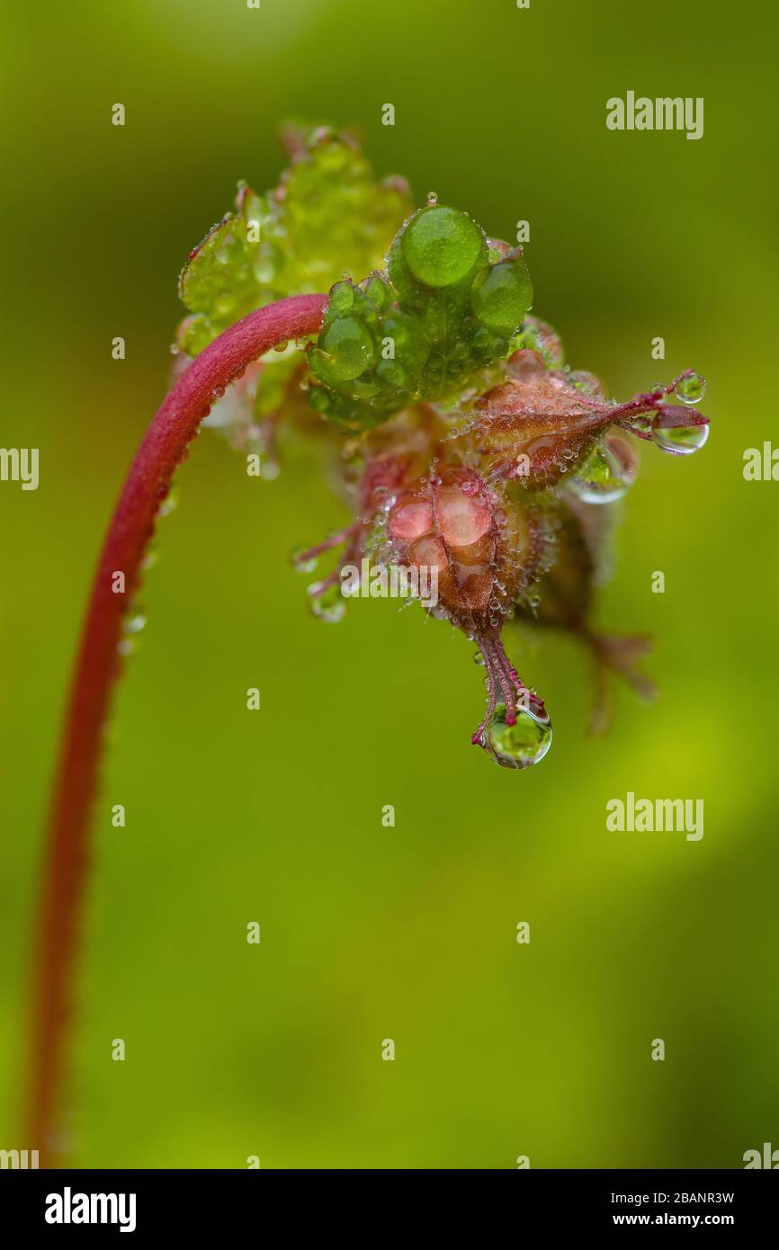 Macro image of Geranium buds on a rainy day. Stock Photo