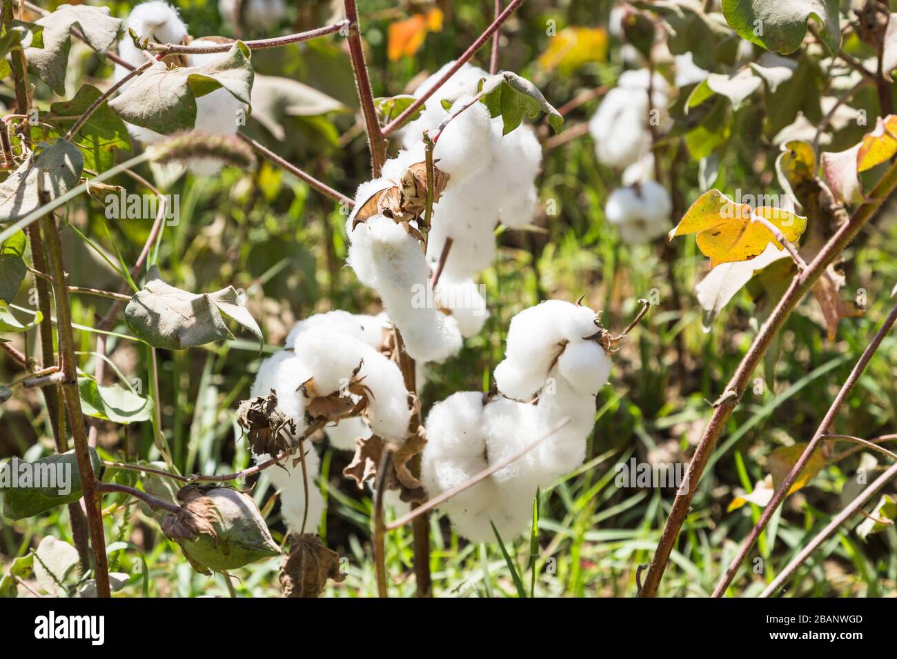 Cotton field during harvest, Surxondaryo Region, Uzbekistan, Central