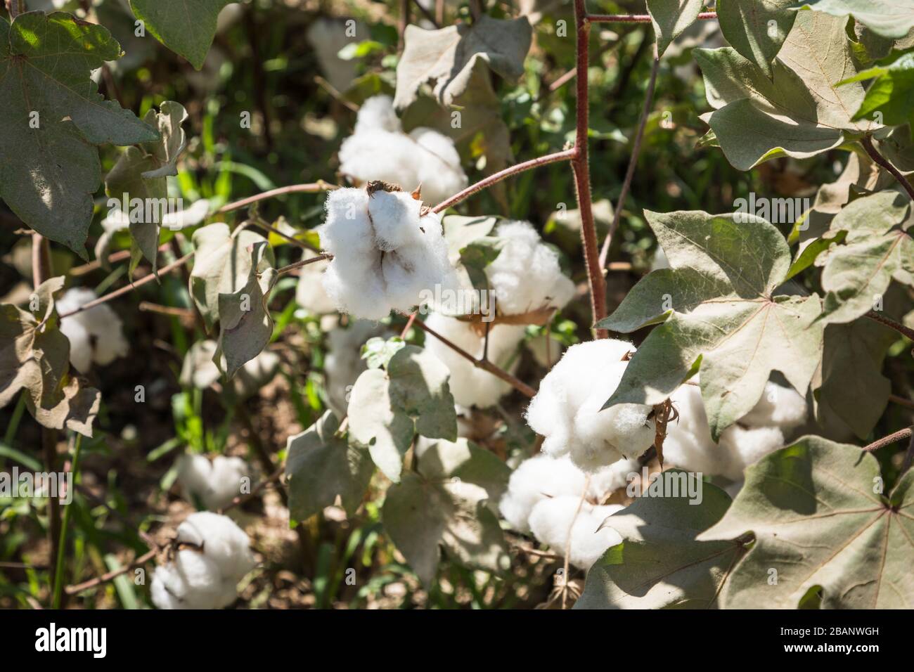 Cotton field during harvest, Surxondaryo Region, Uzbekistan, Central