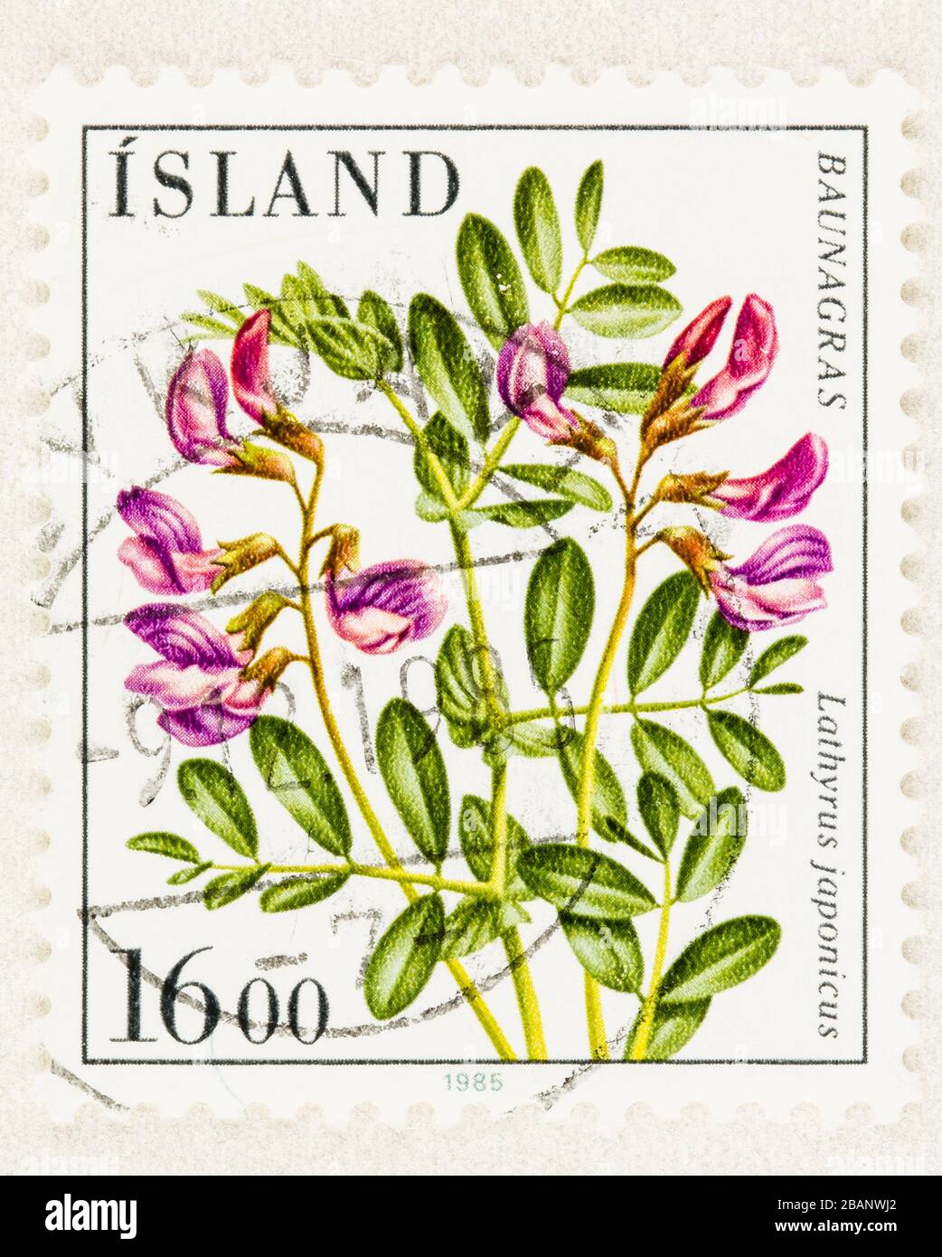 SEATTLE WASHINGTON - March 28, 2020: Close up of used Iceland stamp featuring  native plant Lathyrus japonicus, Beach Pea. Scott # 604 Stock Photo